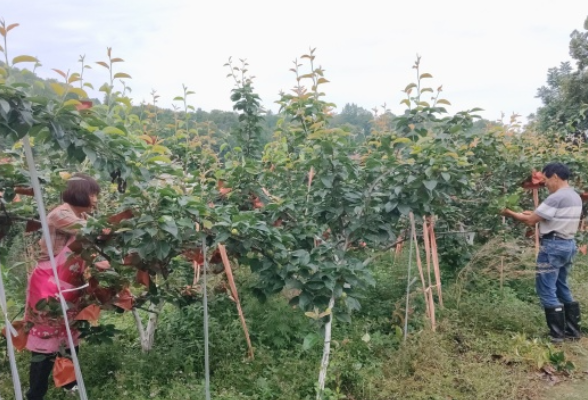 龙潭河镇铁树潭社区：乳儿梨套袋忙，集体经济产业丰收在望