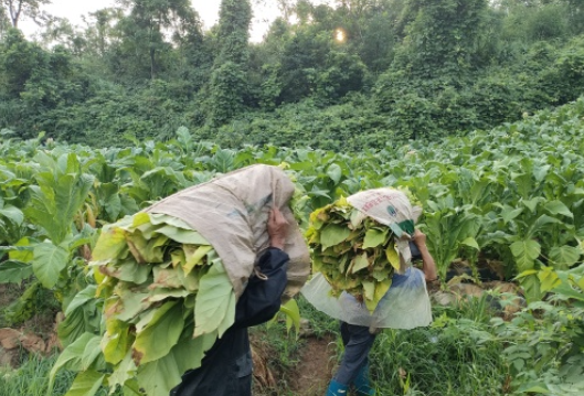 龙潭河镇云朝村：金色产业铺就富民路