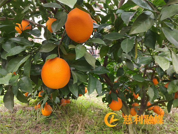 微信图片_20241210140007.jpg