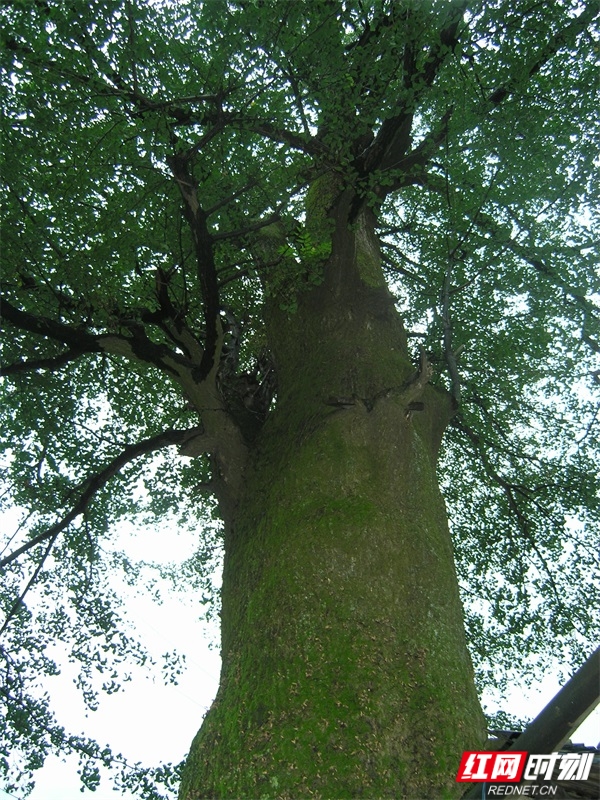 P7060011_wps图片.JPG