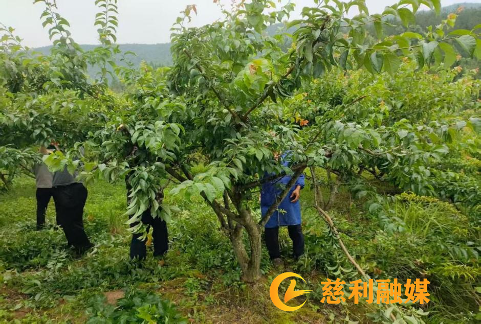 金果果1.jpg 金果果1.jpg