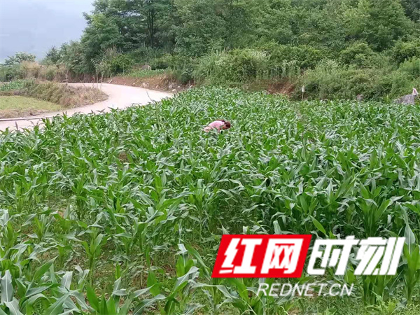 草地蛾1.jpg