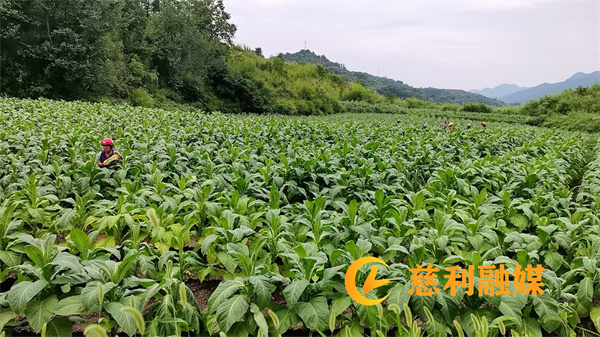 微信图片_20260625163800_4_3162.jpg
