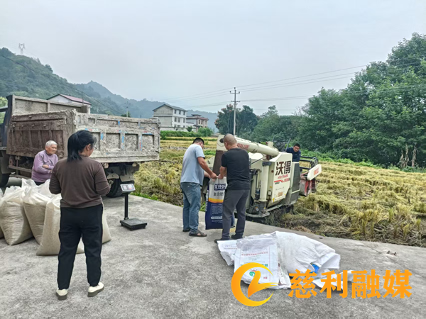 岩泊渡镇：开展中稻测产 助力粮食丰收1_慈利.png