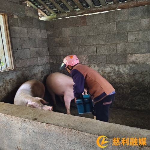猪防疫_慈利.jpg 猪防疫_慈利.jpg