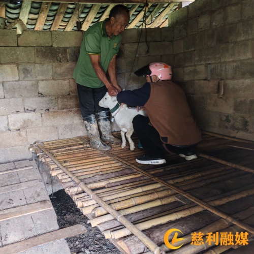 羊防疫_慈利.jpg 羊防疫_慈利.jpg