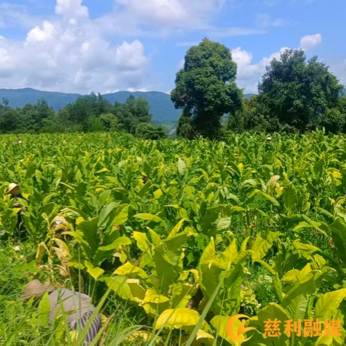 采摘烟叶_慈利.jpg