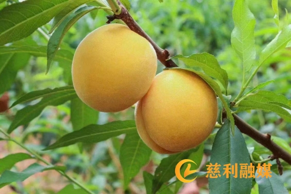 图片2.jpg 图片2.jpg