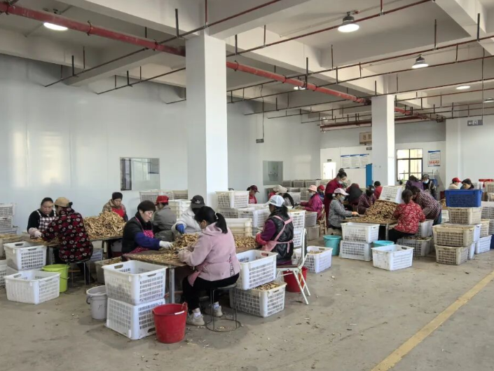 农投集团打通产业链 “小玉竹”变“大引擎”