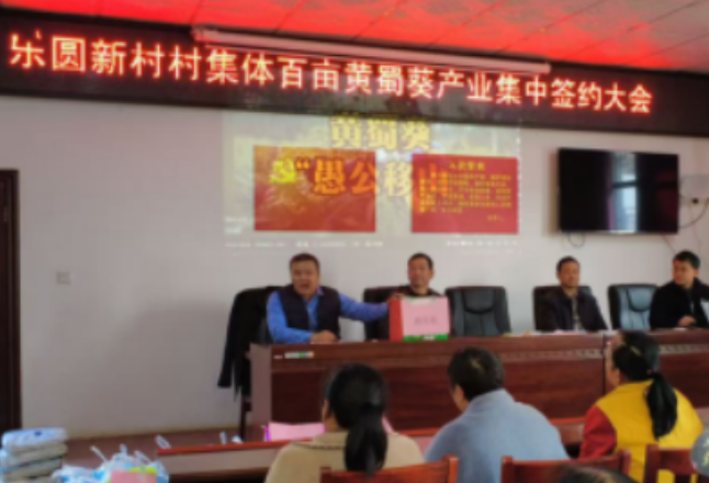 乐圆新村：百亩“黄金花”签约落地，擘画乡村振兴新图景