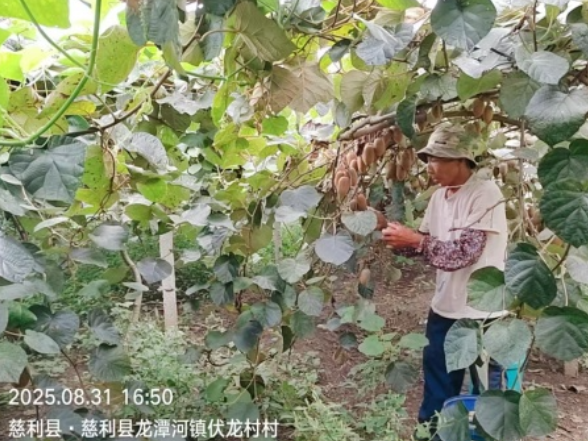 硕果盈枝庆丰收！龙潭河镇伏龙村猕猴桃喜开园