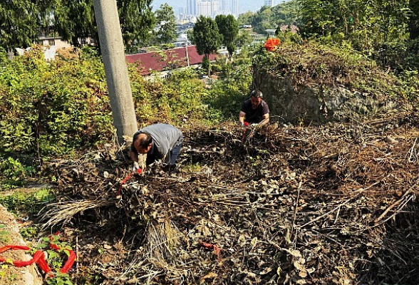 零阳街道白沙井社区：依托党群服务中心阵地 筑牢秸秆焚烧“桥头堡”