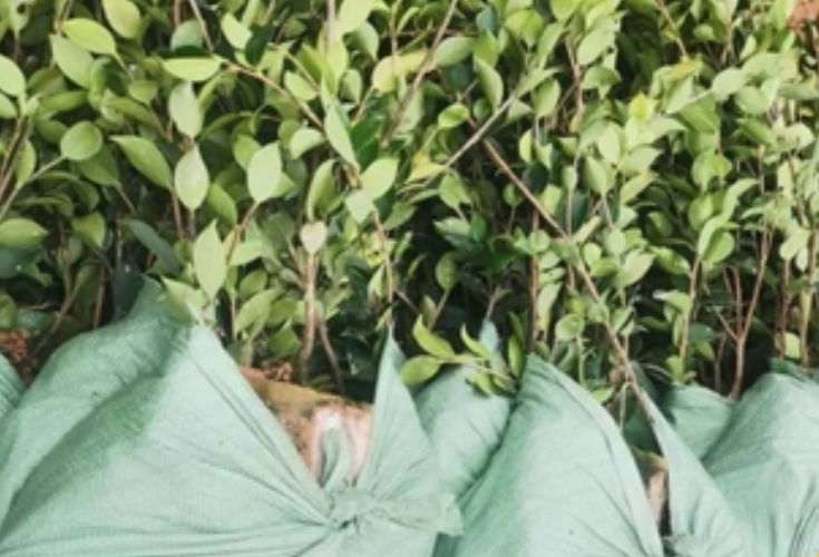 补栽“致富苗” 孕育“新希望”——零溪镇墨园社区抢抓时令推进油茶产业发展