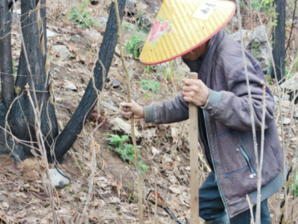 零溪镇四坪村：火烧迹地披新绿  护林防火践于行