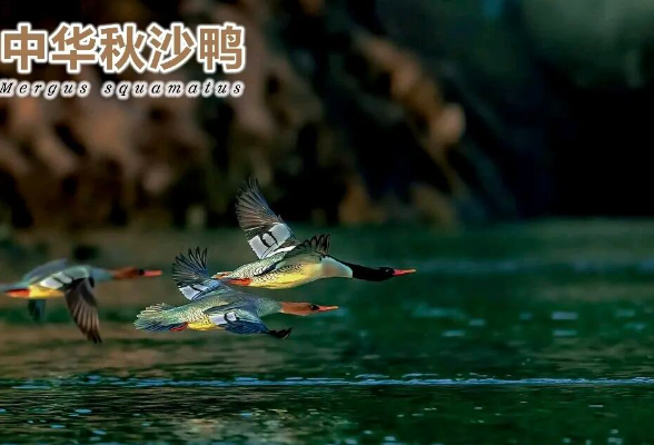 2026年3月3日是联合国第13个"世界野生动植物日"