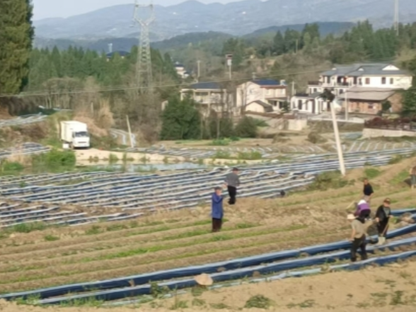 三官寺土家族乡苗岭村：抢抓农时备春耕 烤烟产业促增收