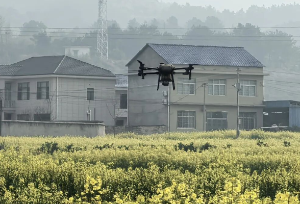 零溪镇：抢抓花期田管 油菜“一促四防”保丰产