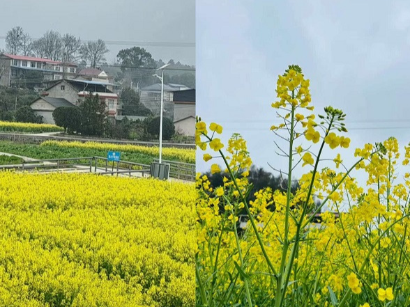 零溪镇金陵村：油菜花开遍地金 乡村振兴喜盈门