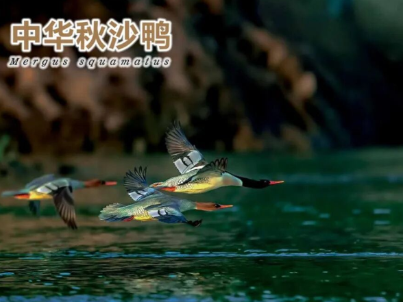 以爱鸟之名，绘就山水共生图——慈利县启动2026年爱鸟周活动