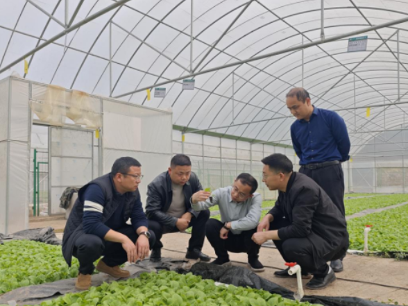 杨柳铺乡全力推进烟叶揭膜培土田间管理工作