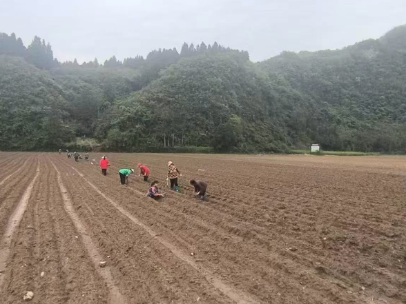 党建引领聚合力 甜玉米种出“甜蜜”振兴路