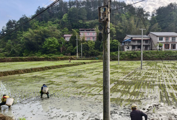 零溪镇大庄村：抢农时补秧苗 守初心护粮仓