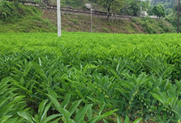 江垭镇：玉竹满园兴集体经济，药香遍野促百姓增收