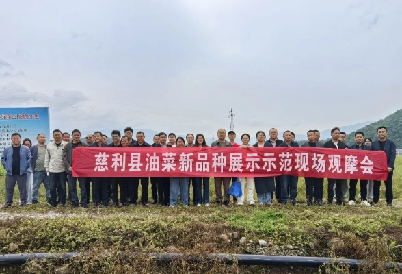 慈利县举行2025—2026年油菜新品种展示示范现场观摩会