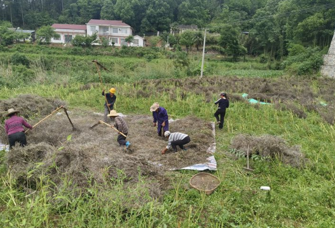 金慈街道垭门关村：遍地金黄迎丰收 产业铺就振兴路——垭门关村集体经济油菜喜获丰收