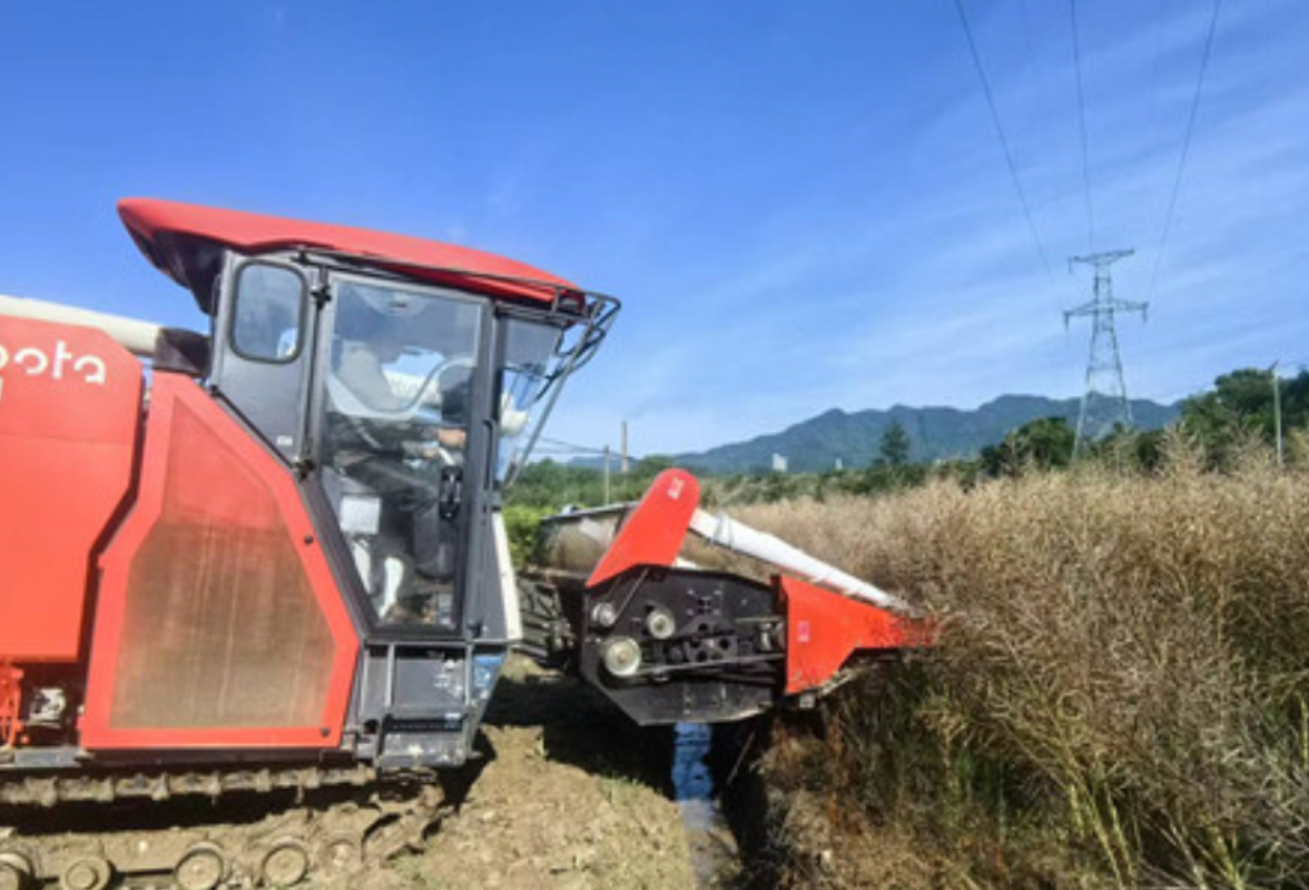 金慈街道枫垭村：油菜开镰抢收忙 轮作种植促增收