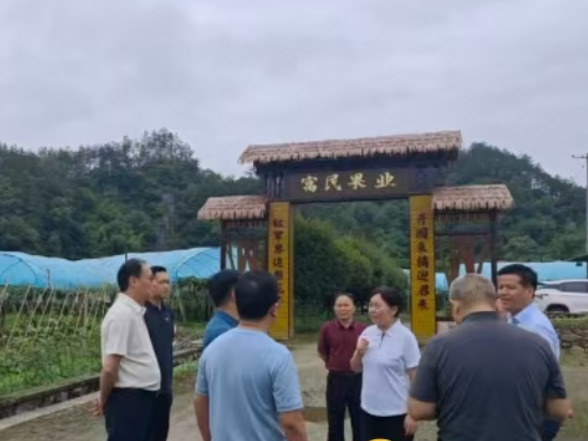 滴灌润果园 博爱助振兴 ——省红十字会调研溪口镇樟树村果园水肥一体化项目