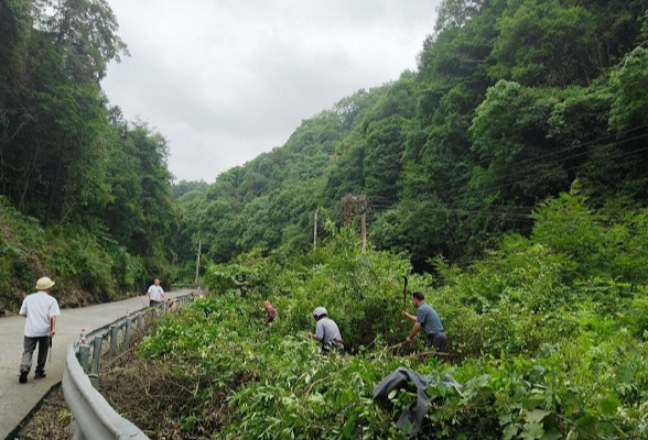 雨后修剪除隐患 党建聚力护通行——高桥镇枧潭村开展道路安全隐患排险活动