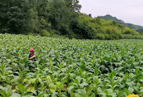 南山坪乡：大户带头盘活撂荒地 盐市村烟叶铺就振兴路