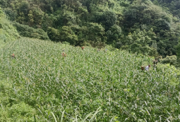 甘堰土家族乡岩峪村：甜糯玉米获丰收 凌晨抢收保品质 驻村帮扶拓销路