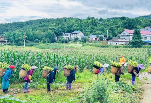 助农初心“邮”此传递：慈利县邮政分公司让长峪铺好物香飘全国