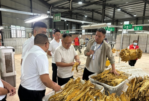 联系群众办实事 汇集民智促发展——杨柳铺乡组织辖区人大代表开展烟叶等特色产业专题学习调研