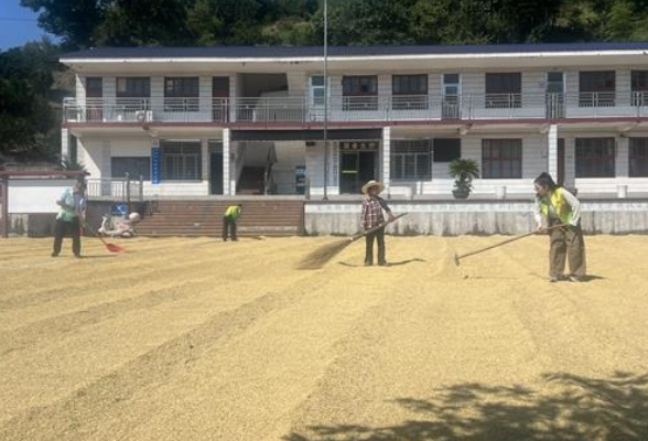 零阳街道七枞村：晒场便民解民忧 党建护航庆丰收