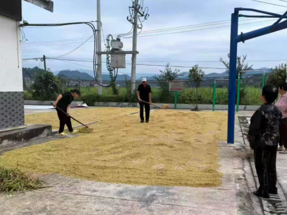 党建赋能秋收季 便民晒粮暖民心——阳和土家族乡夹石村党群服务中心免费开放场地助农晾晒