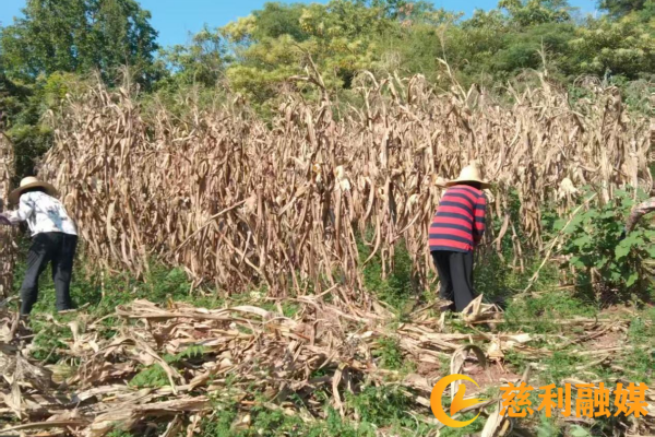 图片1 (1).png