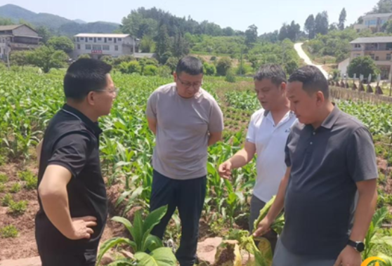 江垭镇：调研聚焦重落实 烟叶提质促发展