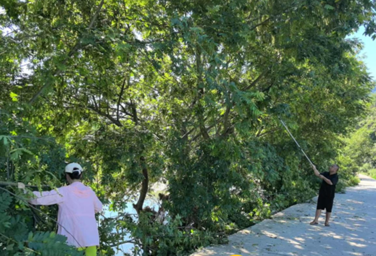 许家坊土家族乡南庄村：义务修剪除隐患 守护乡路保平安