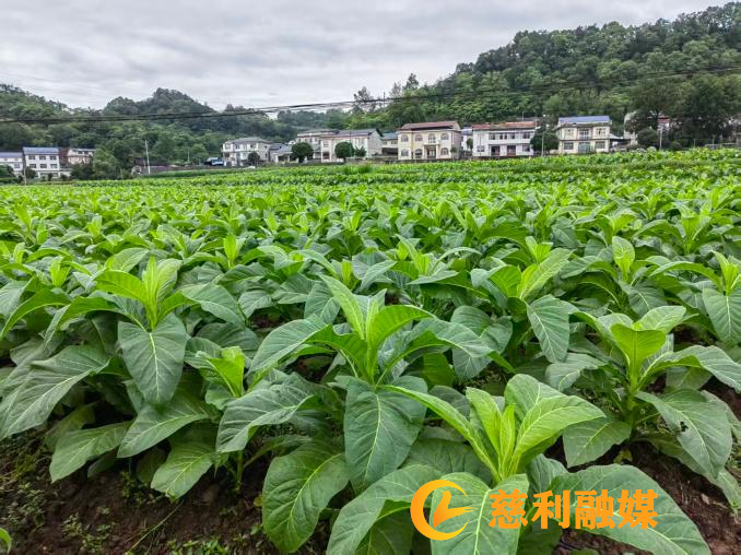 图片10_副本.png