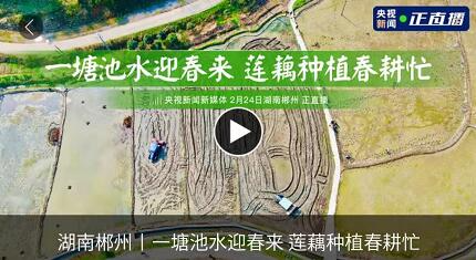 湖南郴州 ▎一塘池水迎春来 莲藕种植春耕忙