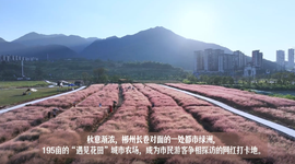 苏仙区新晋网红打卡点：“遇见花田”编织都市田园梦