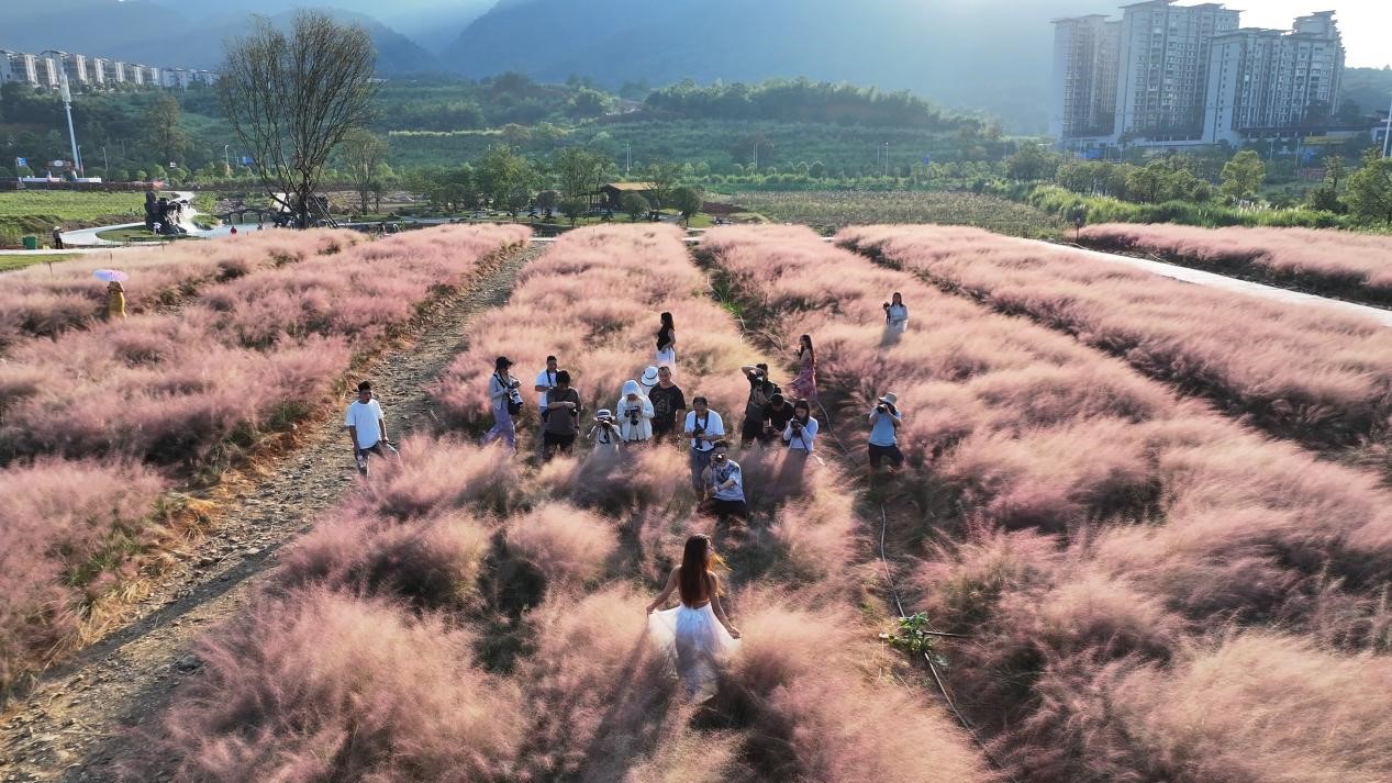 近日，郴州长卷对面195亩的“遇见花田”城市农场内，粉黛乱子草和马鞭草正值盛花期，引来不少市民游客争相打卡拍照。