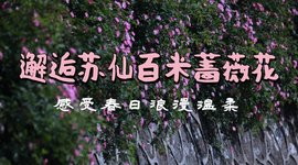 石榴湾生态公园丨蔷薇花开 等风也等你