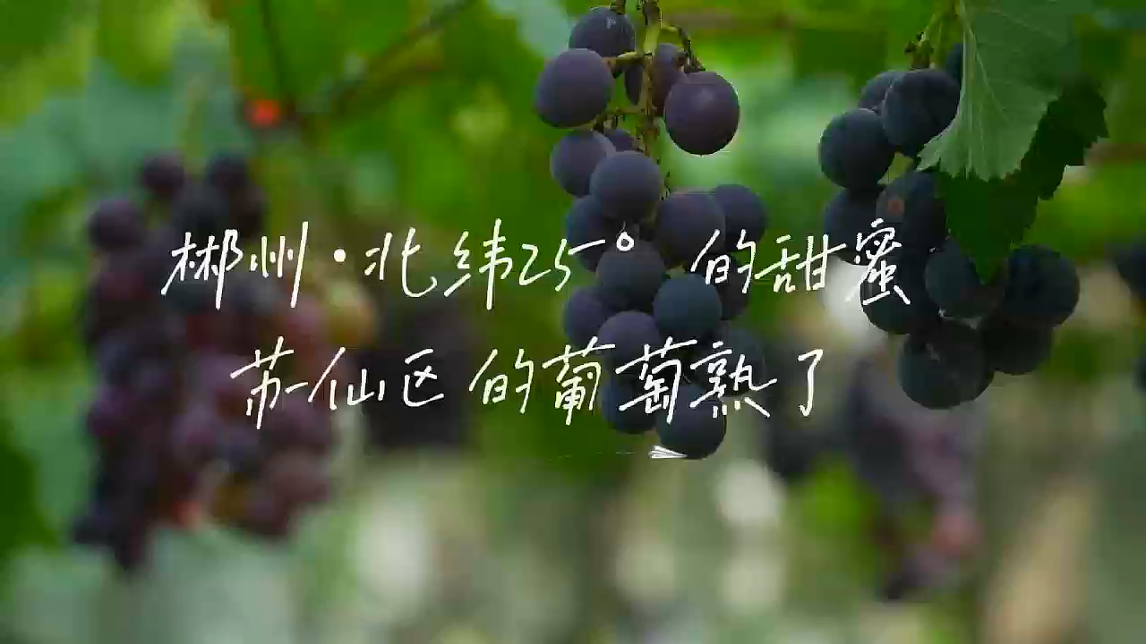 郴州·北纬25°的甜蜜~苏仙区的葡萄熟了！