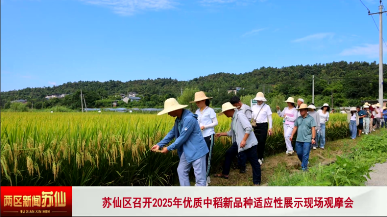 苏仙区召开2025年优质中稻新品种适应性展示现场观摩会