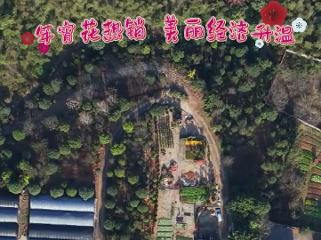 年宵花热销 美丽经济升温