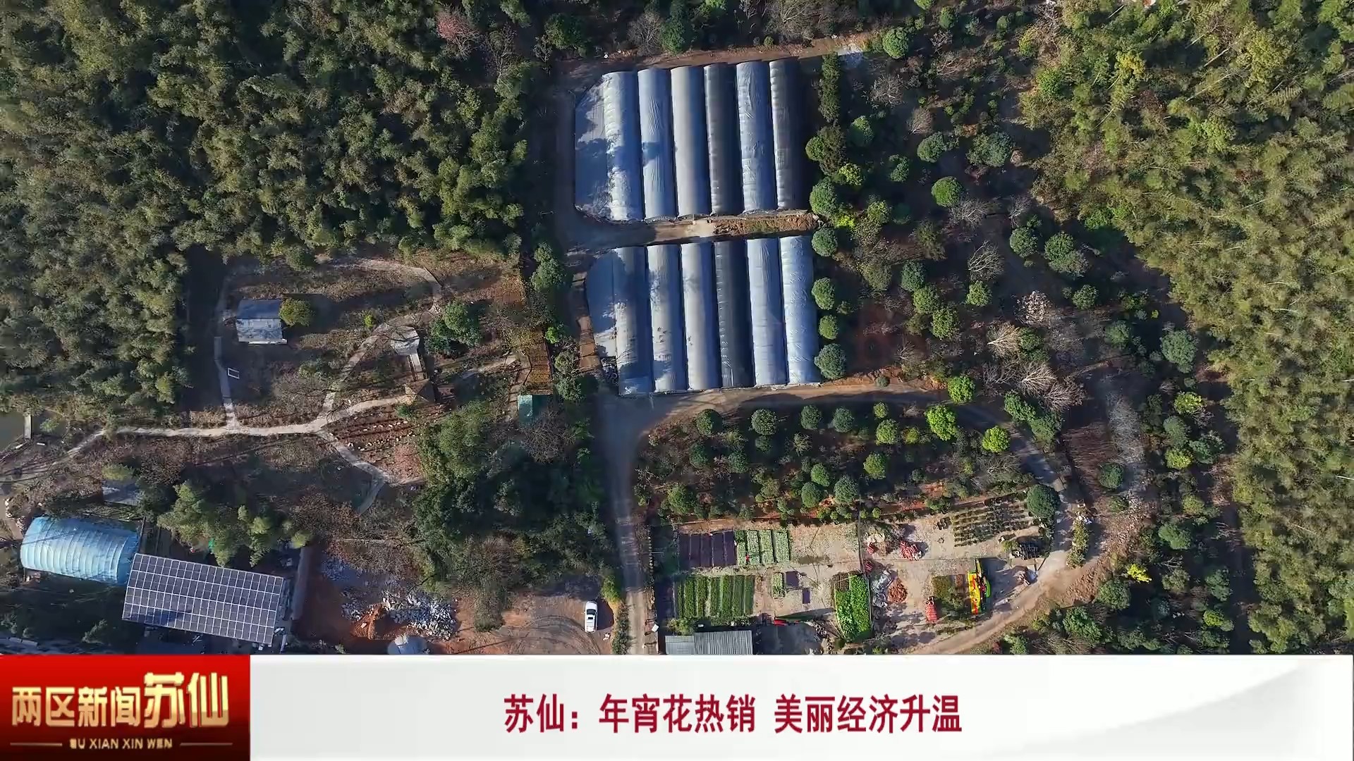 苏仙区：年宵花热销 美丽经济升温